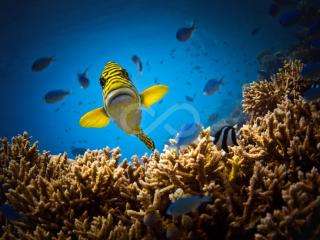 Marine Life