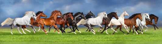 Saddle Up: Horse Wallpaper Murals for Horse Lovers