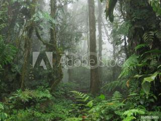 Jungle