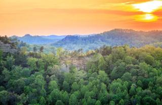 Forest Sunsets