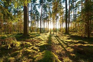 Forest Sunrises