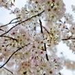 Cherry Blossom