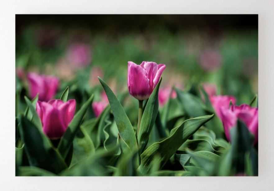 Flower Garden