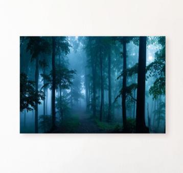 Foggy Forest