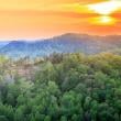 Forest Sunsets