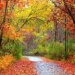 Forest Landscapes