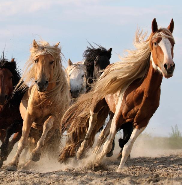 Horses