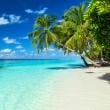 Palm Trees