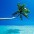 Palm Tree Beach
