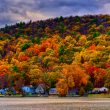 Autumn Forest