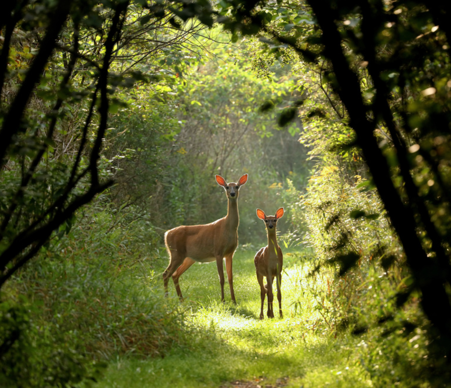 Deer