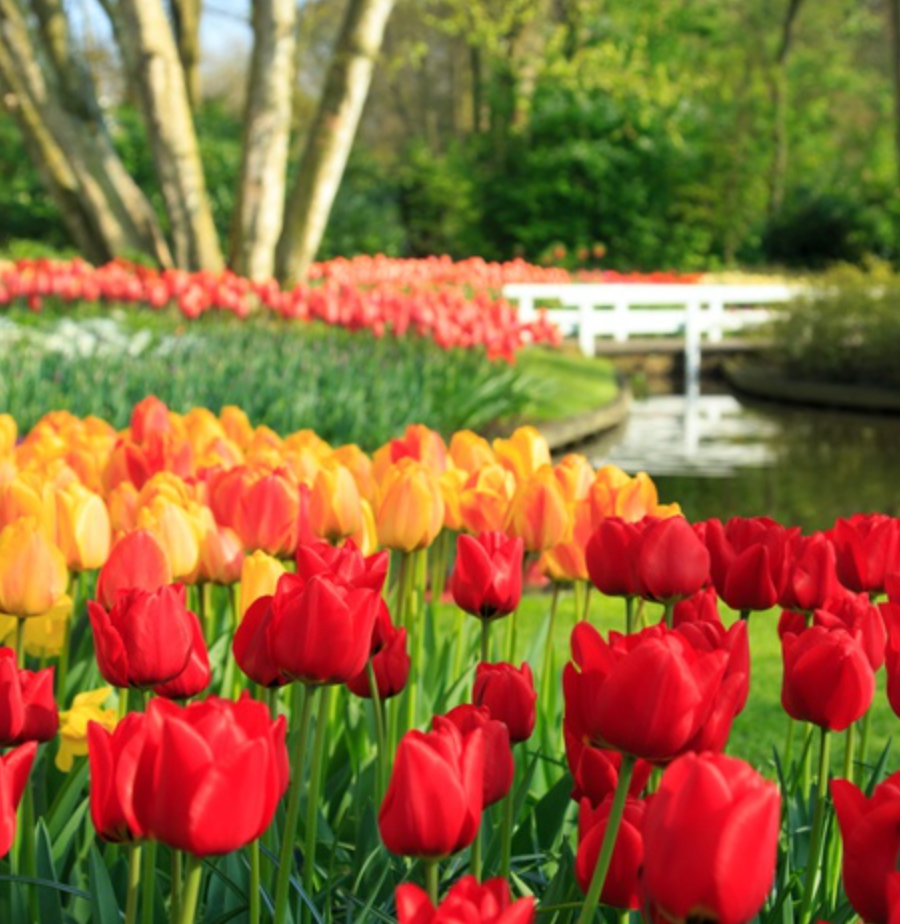 Flower Garden
