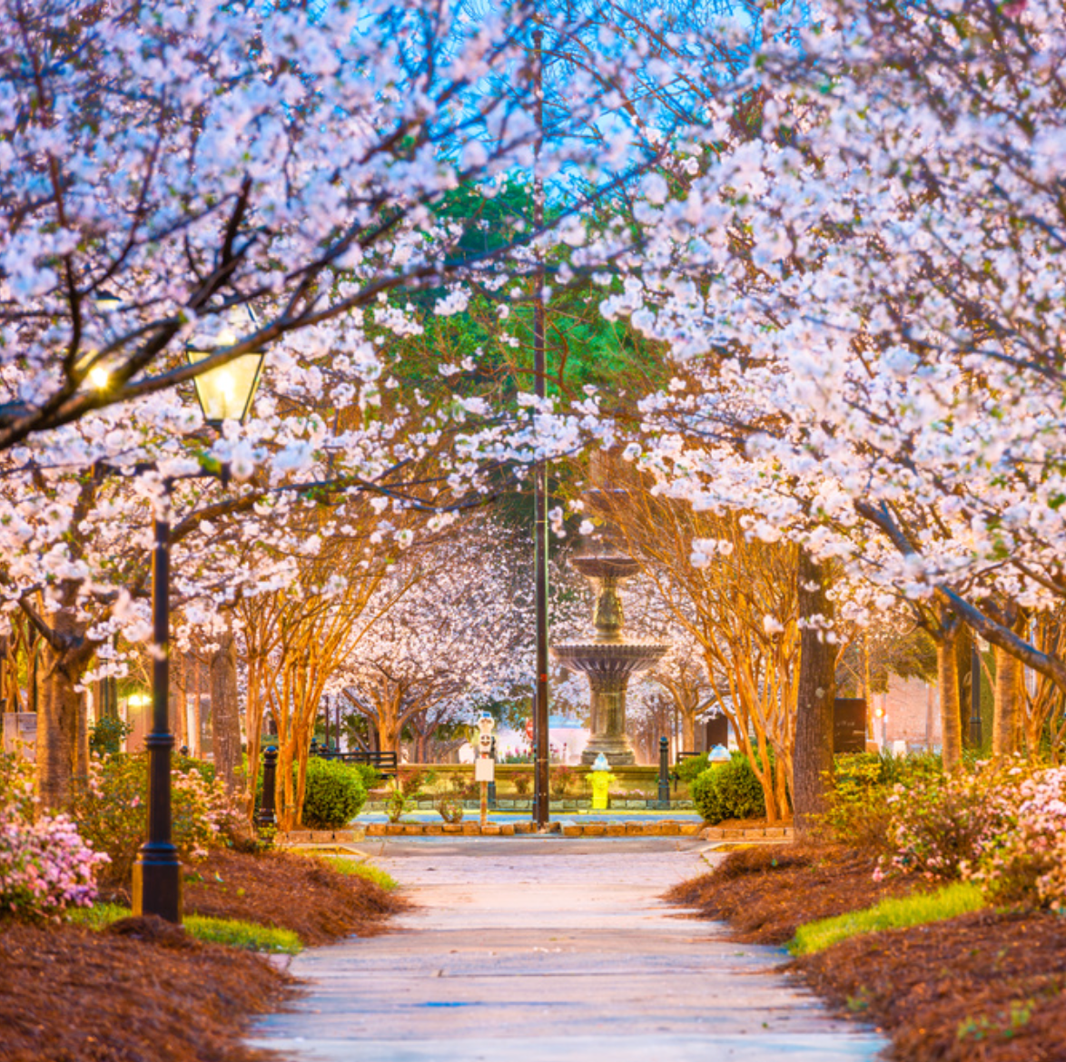 Cherry Blossom