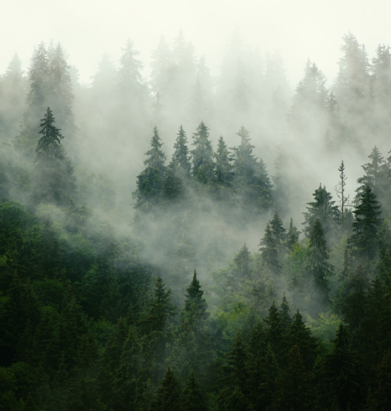 Foggy Forest
