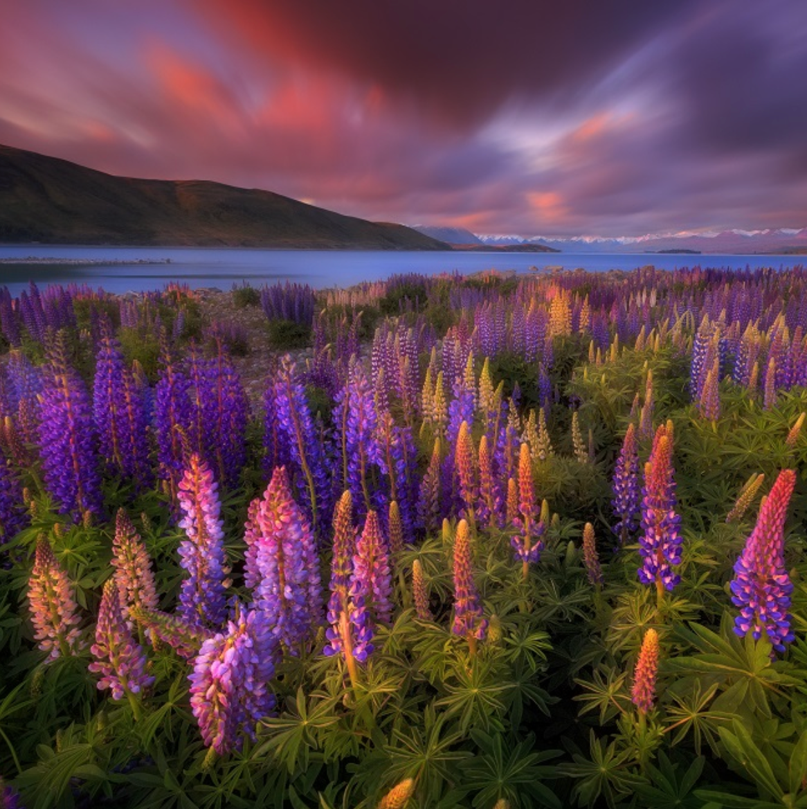 Flower Fields